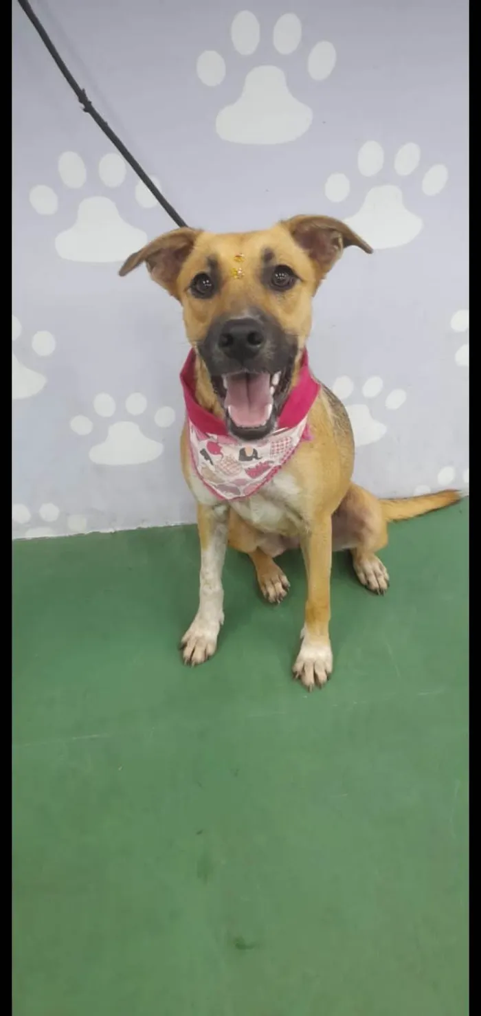 Cachorro ra a Srd idade 7 a 11 meses nome Sophia