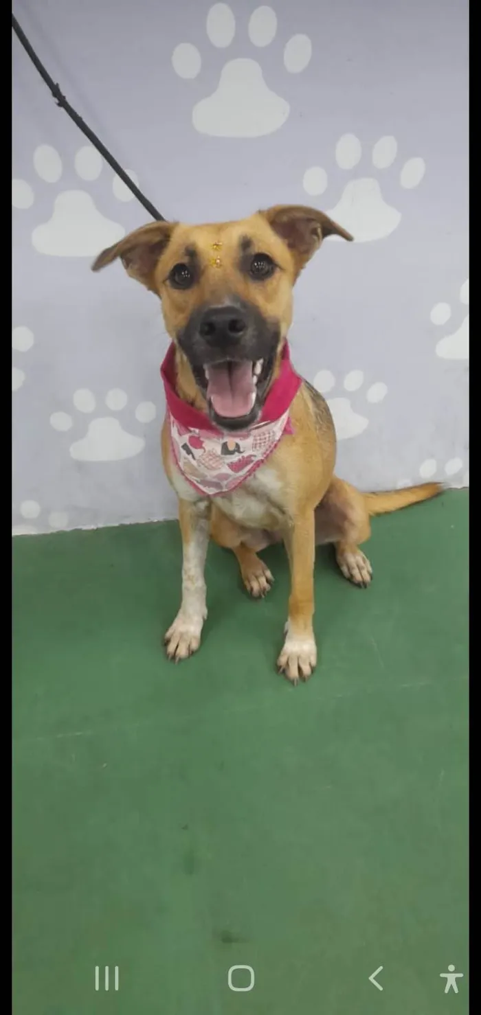 Cachorro ra a Srd idade 7 a 11 meses nome Sophia