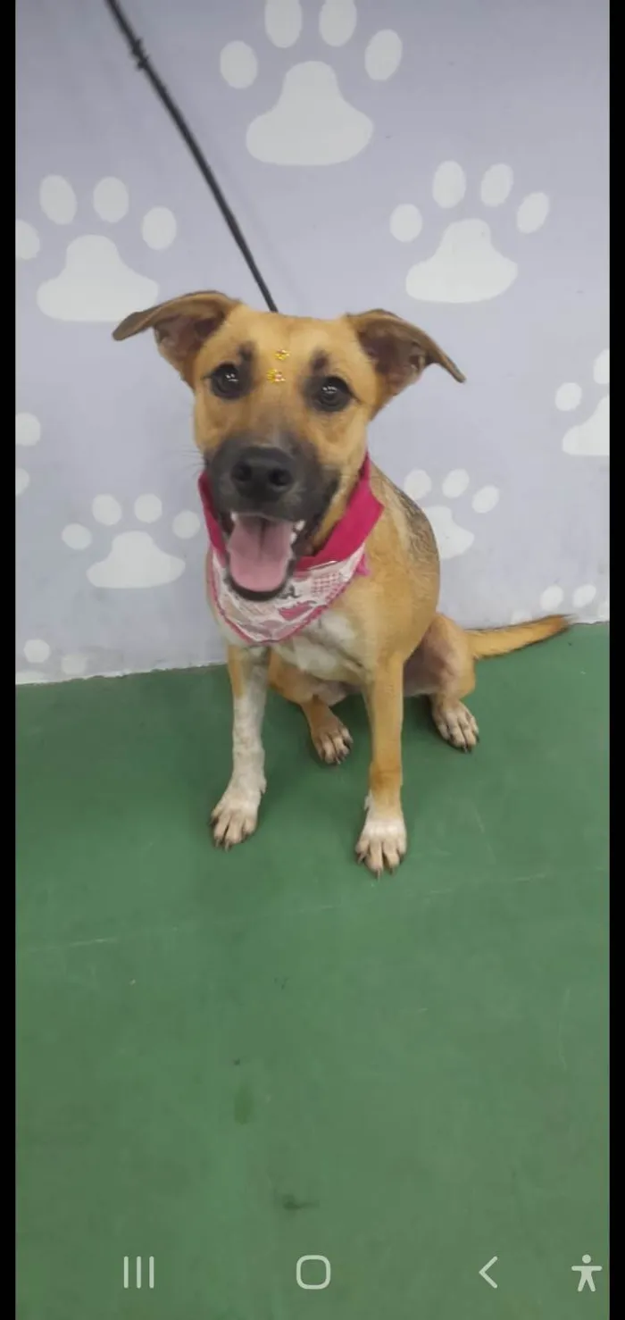 Cachorro ra a Srd idade 7 a 11 meses nome Sophia