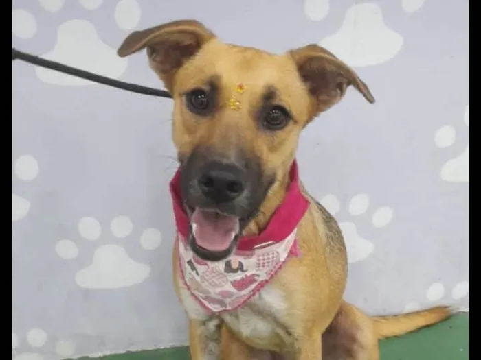 Cachorro ra a Srd idade 7 a 11 meses nome Sophia
