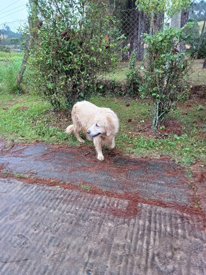 Cachorro ra a Golden Retriever  idade 4 anos nome Amora (eu que batizei)