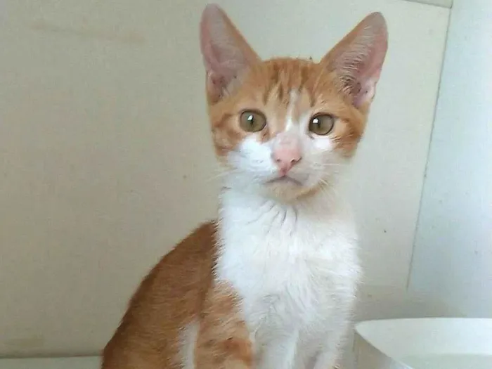 Gato ra a srd idade 2 a 6 meses nome FUBÁ