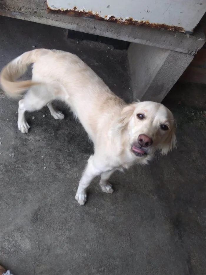 Cachorro ra a SRD-ViraLata idade 7 a 11 meses nome Thor