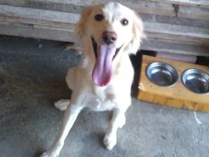 Cachorro raça SRD-ViraLata idade 7 a 11 meses nome Thor