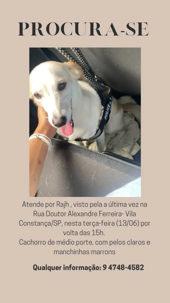 Cachorro ra a SRD-ViraLata idade 4 anos nome GRATIFICA - Rahje