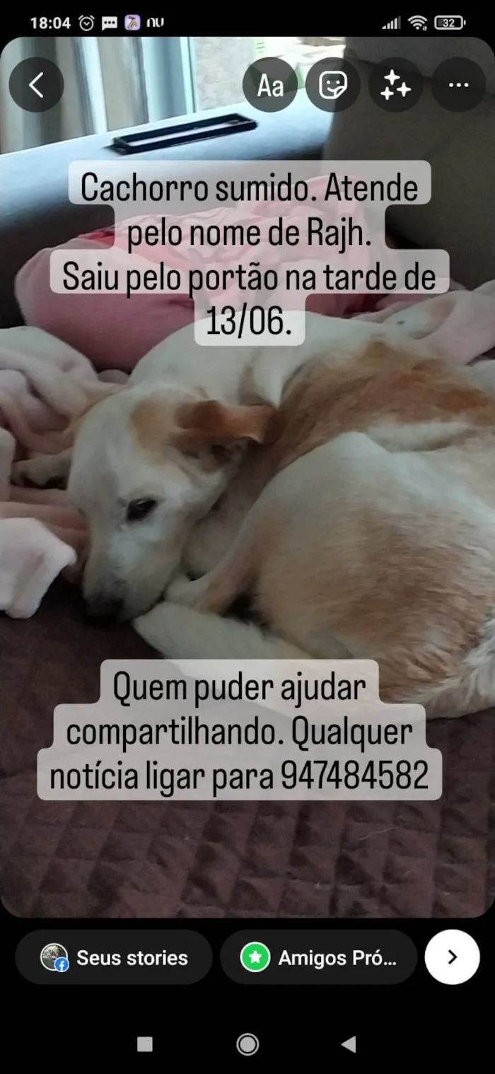 Cachorro ra a SRD-ViraLata idade 4 anos nome GRATIFICA - Rahje