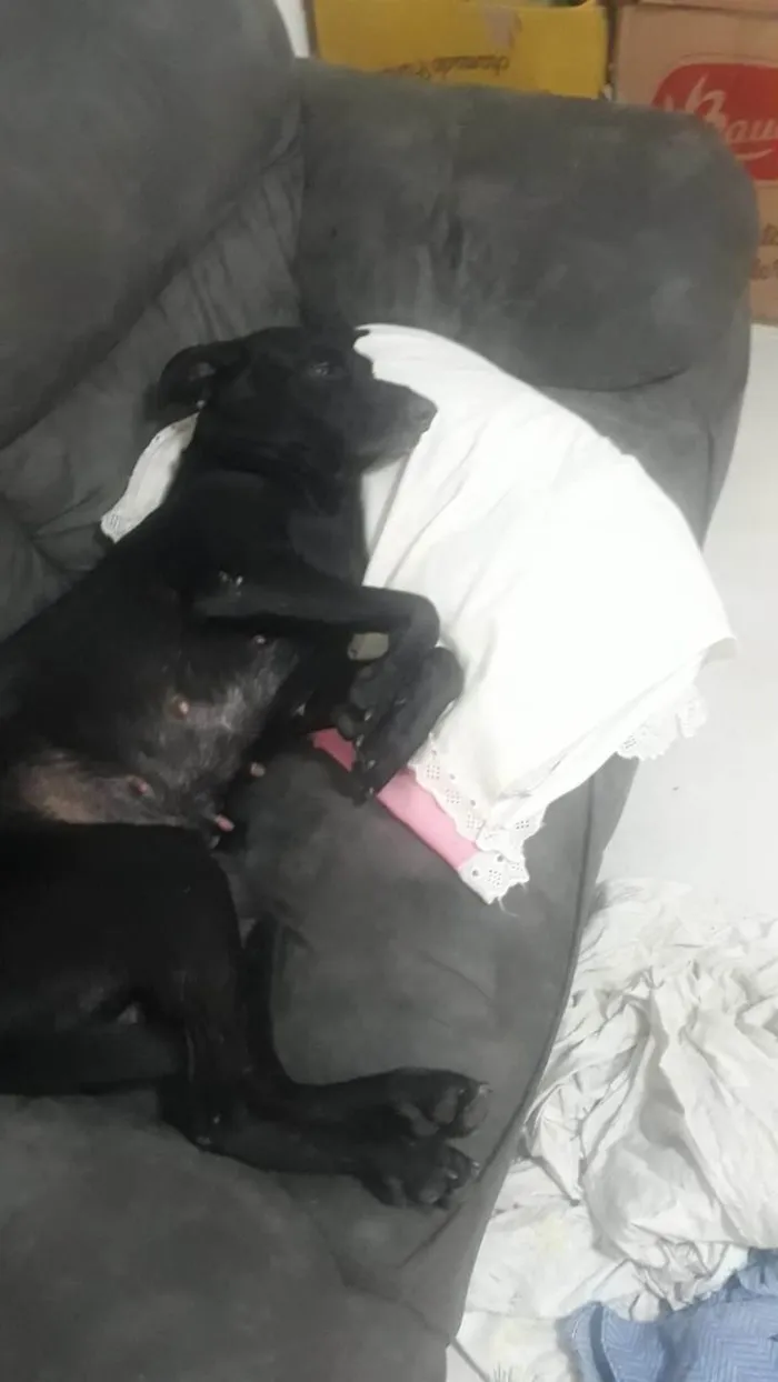 Cachorro ra a SRD-ViraLata idade 3 anos nome Zaira 