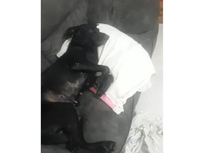 Cachorro ra a SRD-ViraLata idade 3 anos nome Zaira 