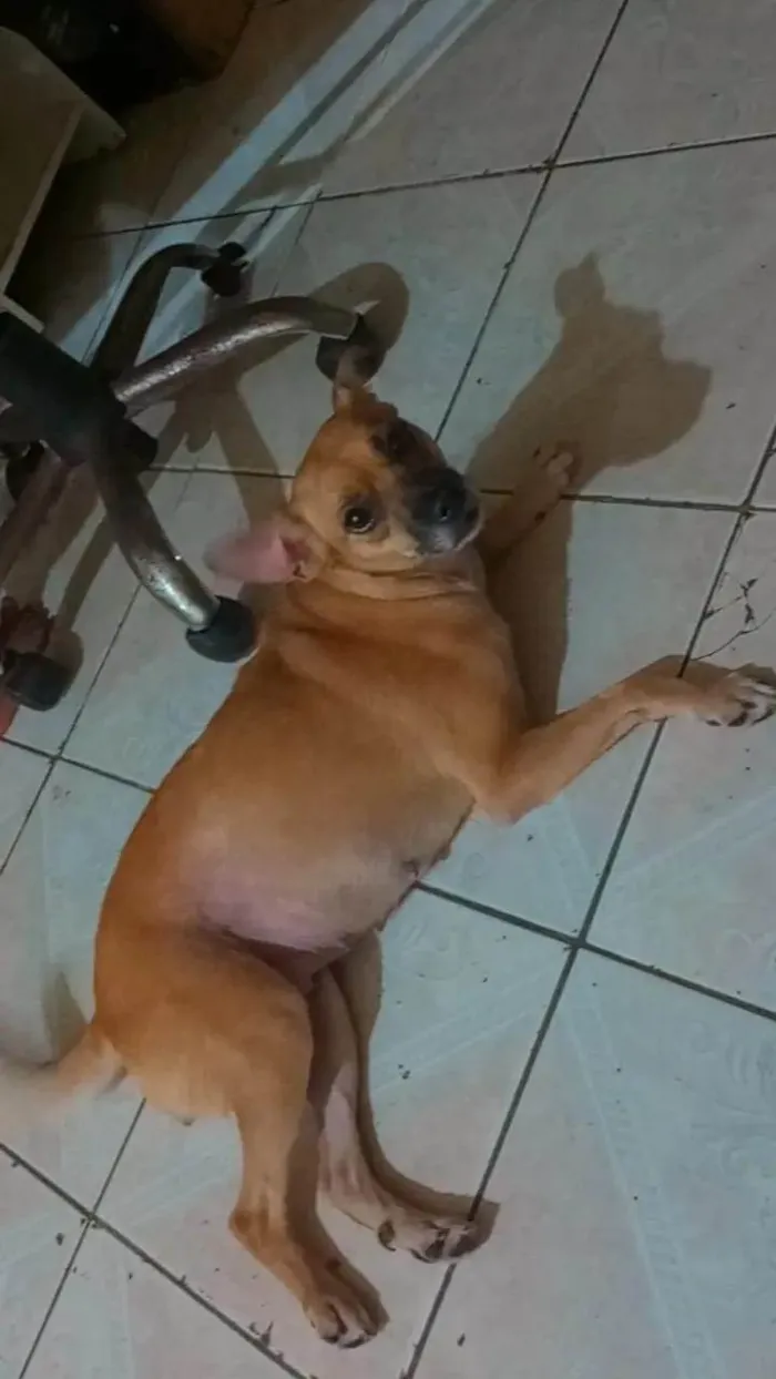 Cachorro ra a Pincher com viralata idade 1 ano nome Bela