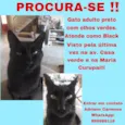 Gato raça SRD-ViraLata idade  nome Black