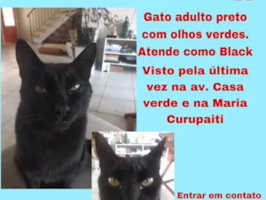 Gato raça SRD-ViraLata idade  nome Black