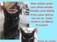 Gato raça SRD-ViraLata idade  nome Black