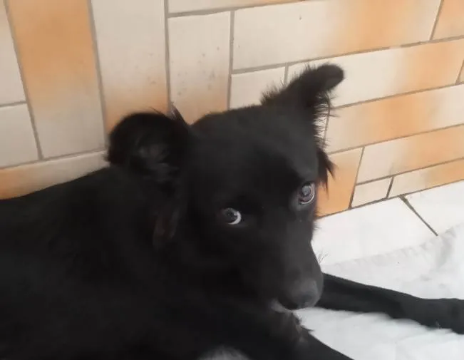 Cachorro raça Nao devinida idade 3 anos nome Luara