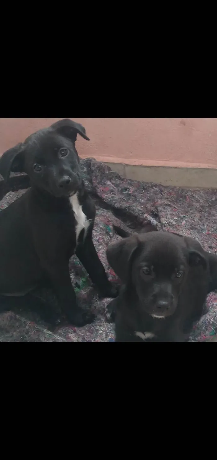 Cachorro raça Sem raça  idade 2 a 6 meses nome Lulu