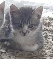 Gato ra a SRD-ViraLata idade 2 a 6 meses nome LUAN