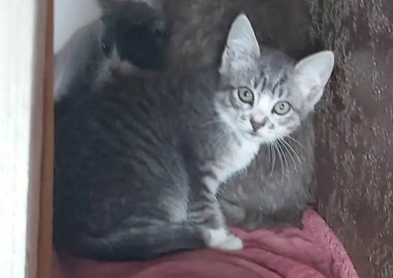 Gato ra a SRD-ViraLata idade 2 a 6 meses nome LUAN