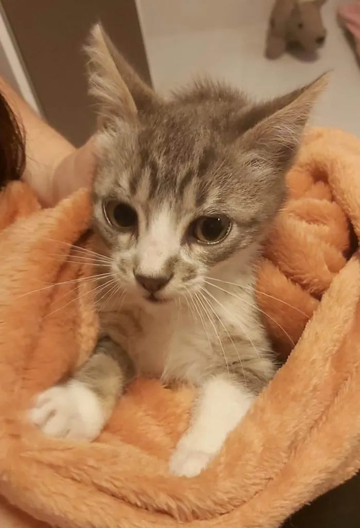 Gato ra a SRD-ViraLata idade 2 a 6 meses nome LUAN