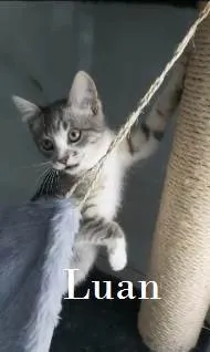 Gato ra a SRD-ViraLata idade 2 a 6 meses nome LUAN