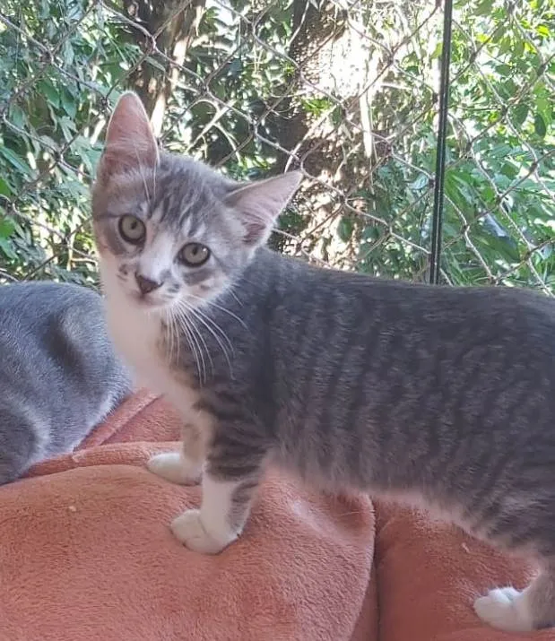 Gato ra a SRD-ViraLata idade 2 a 6 meses nome LUAN