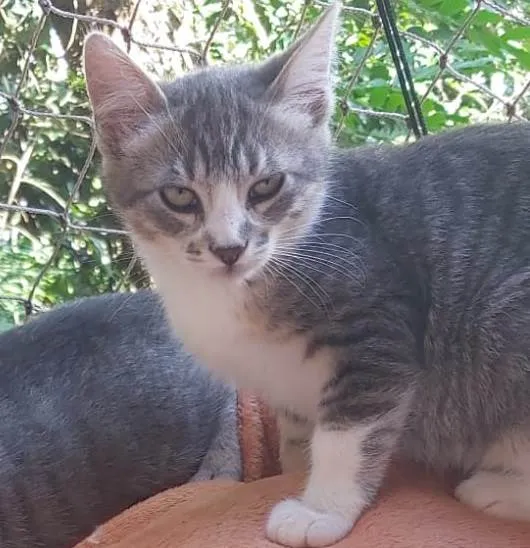 Gato ra a SRD-ViraLata idade 2 a 6 meses nome LUAN