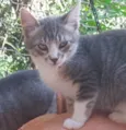 LUAN