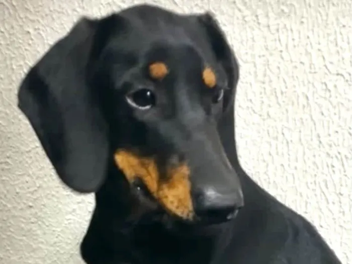 Cachorro ra a Mestico  idade 7 a 11 meses nome Duque 