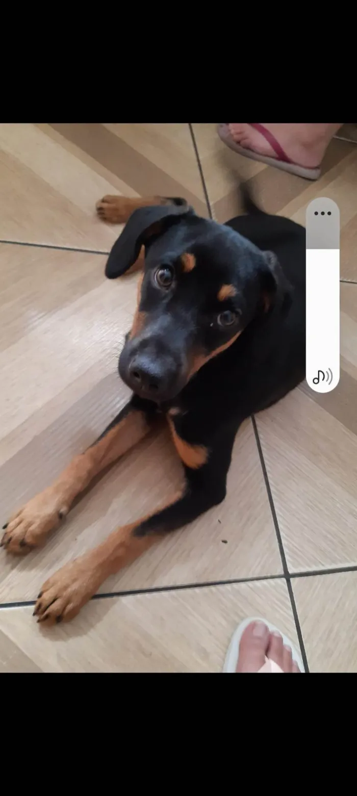 Cachorro ra a Sem rasa idade 7 a 11 meses nome Fiona