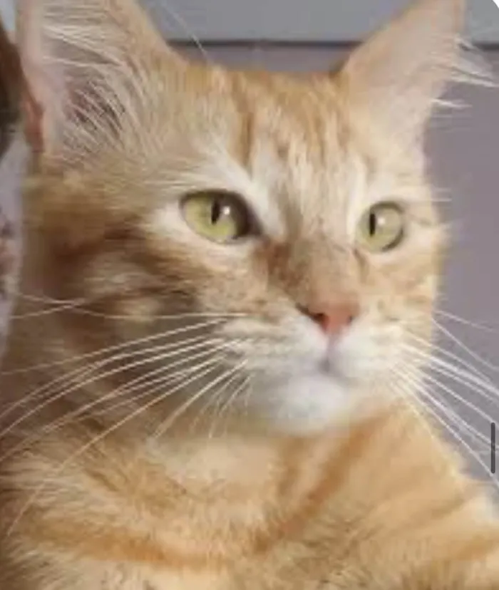 Gato ra a Mestico  idade 7 a 11 meses nome Garfield 