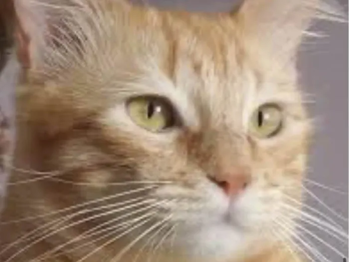 Gato ra a Mestico  idade 7 a 11 meses nome Garfield 