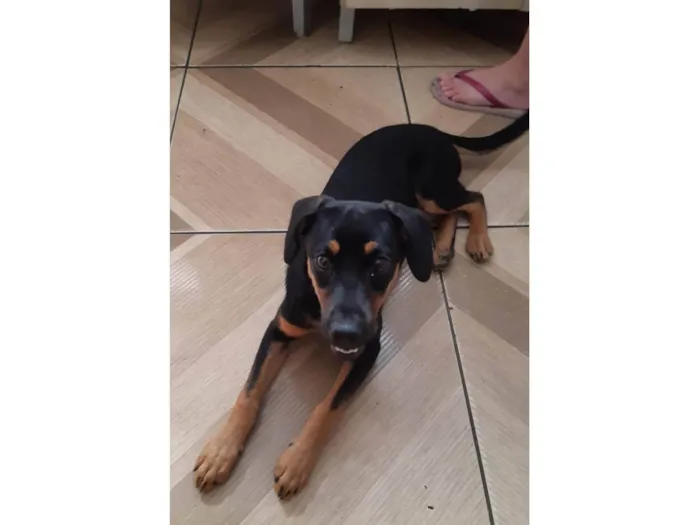 Cachorro ra a Sem rasa idade 7 a 11 meses nome Fiona