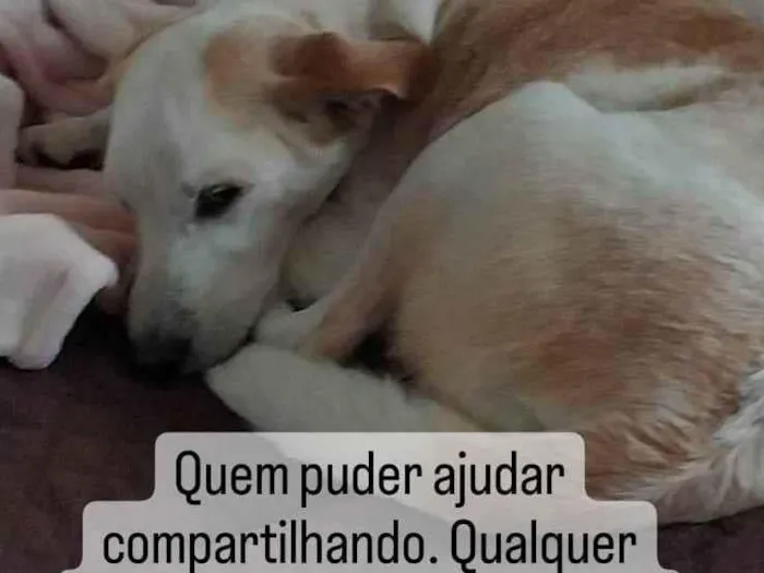 Cachorro ra a SRD-ViraLata idade 4 anos nome GRATIFICA - Rahje