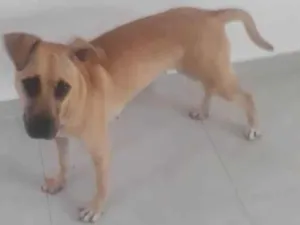 Cachorro raça Srd idade 1 ano nome Marilia