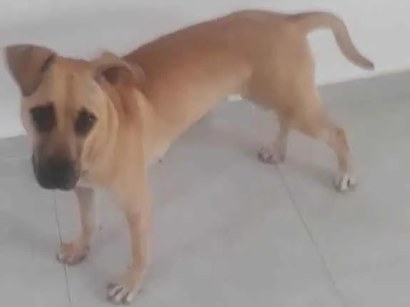 Cachorro ra a Srd idade 1 ano nome Marilia