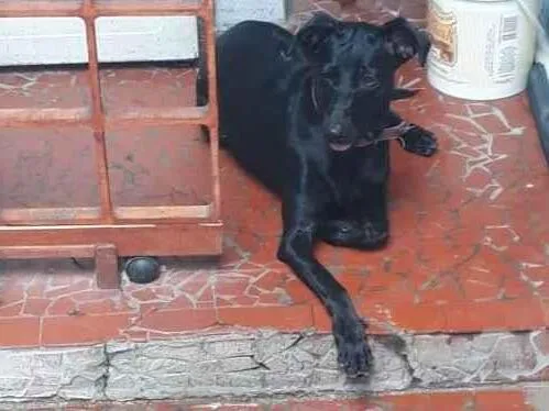 Cachorro ra a SRD-ViraLata idade 3 anos nome Zaira 