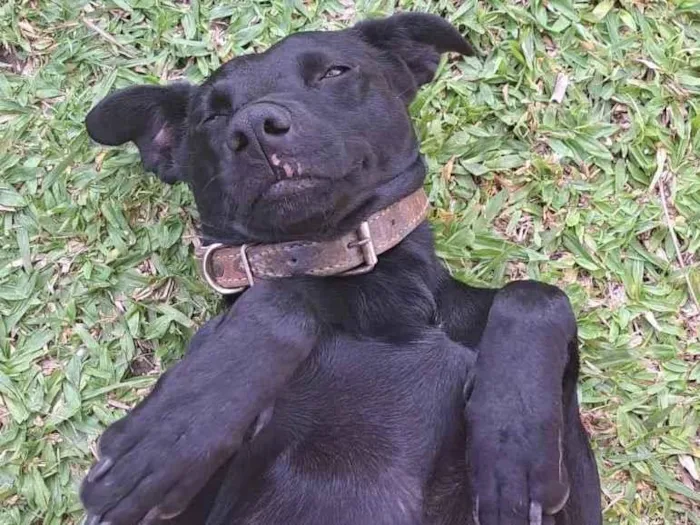 Cachorro ra a Mista idade 2 anos nome Não sabemos