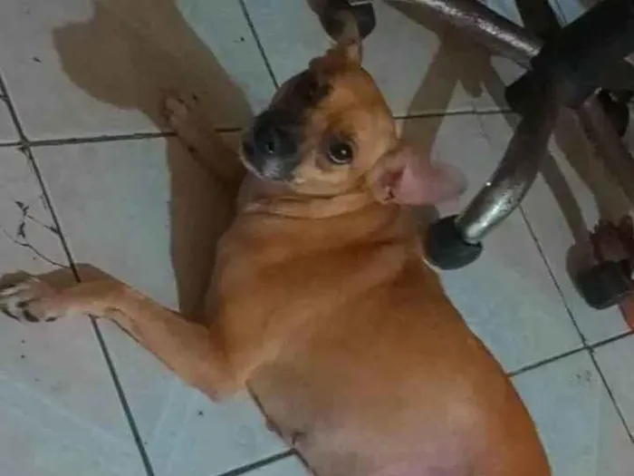 Cachorro ra a Pincher com viralata idade 1 ano nome Bela