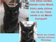 Gato raça SRD-ViraLata idade  nome Black