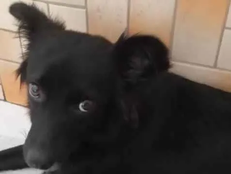 Cachorro raça Nao devinida idade 3 anos nome Luara