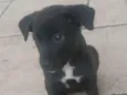 Cachorro raça Sem raça  idade 2 a 6 meses nome Lulu