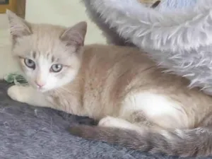 Gato raça SRD-ViraLata idade 2 a 6 meses nome LUAH