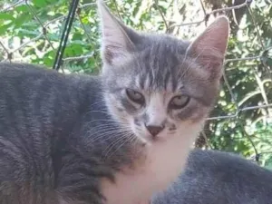 Gato raça SRD-ViraLata idade 2 a 6 meses nome LUAN