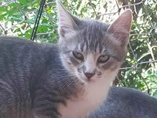 Gato ra a SRD-ViraLata idade 2 a 6 meses nome LUAN