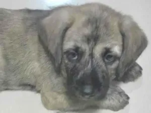 Cachorro raça Mestico  idade 2 a 6 meses nome Luke 