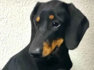 Cachorro raça Mestico  idade 7 a 11 meses nome Duque 