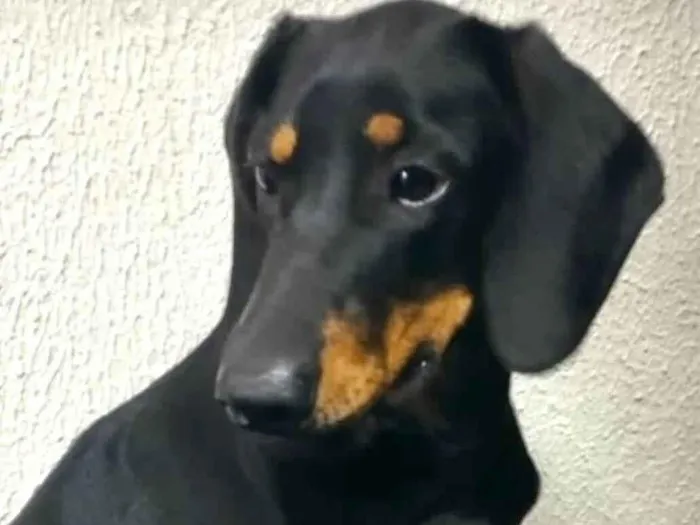 Cachorro ra a Mestico  idade 7 a 11 meses nome Duque 