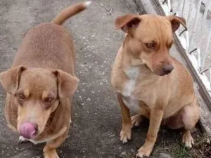 Cachorro raça SRD-ViraLata idade 2 anos nome Apolo e Shakira