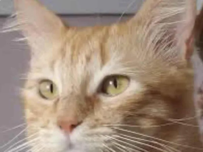 Gato ra a Mestico  idade 7 a 11 meses nome Garfield 