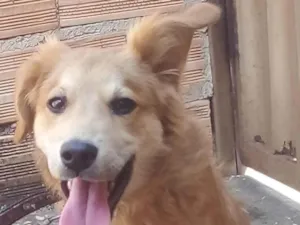 Cachorro raça Golden retriever idade 7 a 11 meses nome Bolinha 