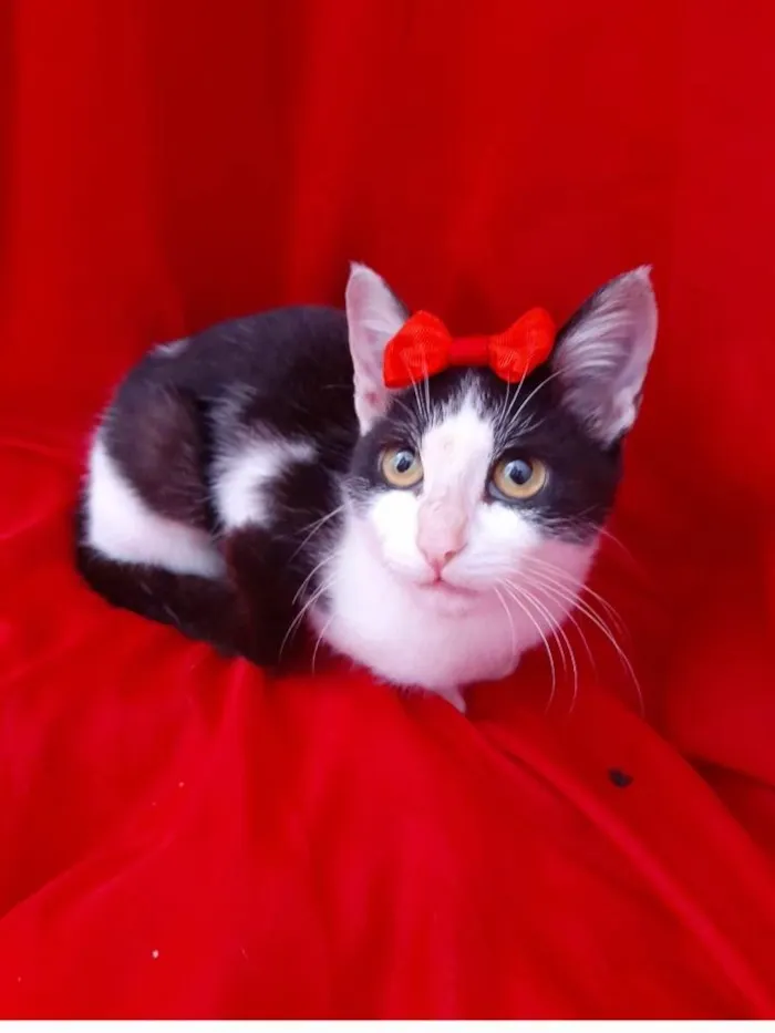 Gato ra a  Sem raça definida idade 2 a 6 meses nome Sem nome 
