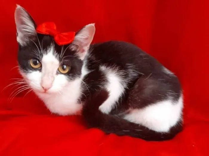 Gato ra a  Sem raça definida idade 2 a 6 meses nome Sem nome 